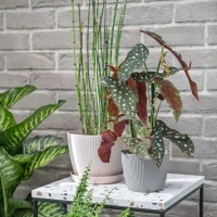 Osłonka-Doniczka Magnolia Eco Wood Jumper aranżacja 3