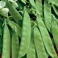 Groch Cukrowy 'Sweet Horizon' – Odporny Na Choroby – Nasiona – Kiepenkerl