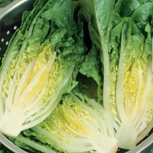 Sałata Rzymska 'Xanadu' – Odporna – Nasiona – Kiepenkerl