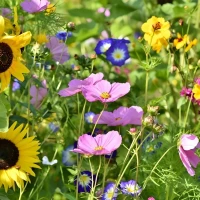 Łąka Kwietna – Nasiona – Sumin