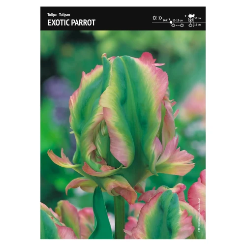 Tulipan zielony papuzi – 10 szt. – 'Exotic Parrot'