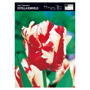 Tulipan biało-czerwony papuzi – 10 szt. – 'Estella Rijnveld'