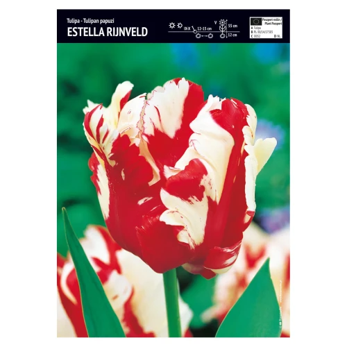 Tulipan biało-czerwony papuzi – 10 szt. – 'Estella Rijnveld'