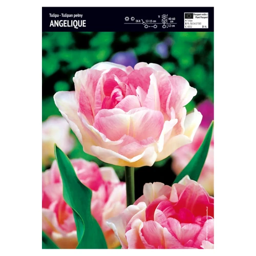 Tulipan różowy pełny – 10 szt. – 'Angelique'