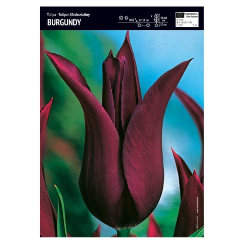 Tulipan fioletowy liliokształtny – 10 szt. – 'Burgundy'