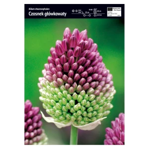 Czosnek główkowaty – 10 szt.