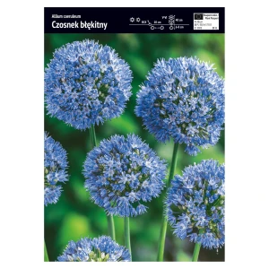 Czosnek błękitny – 10 szt.