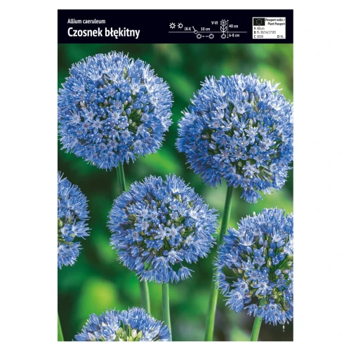 Czosnek błękitny – 10 szt.