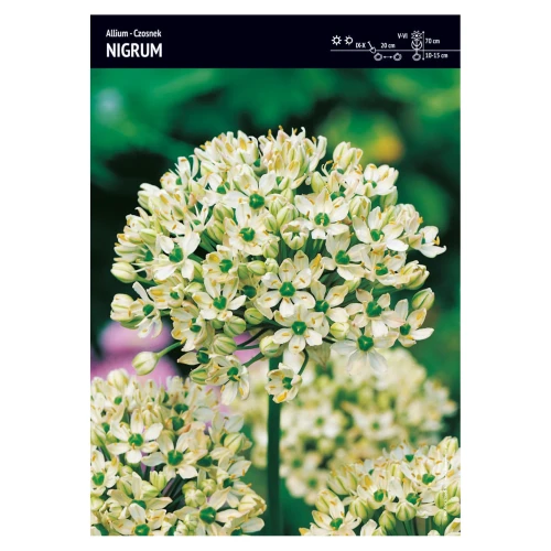 Czosnek Nigrum – 3 szt.