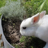 Mączka Bazaltowa 2x14 kg foto 7