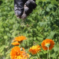 Mączka Bazaltowa 2x14 kg foto 4