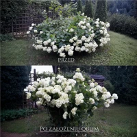 Podpora obejma do roślin - ciemnozielona – 10 szt. foto przed i po