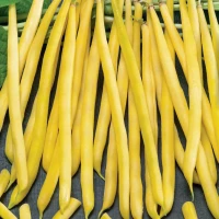 Fasola Zwykła 'Dior' – Nasiona – Kiepenkerl