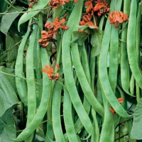 Fasola Wielokwiatowa 'Rotblühende' – Nasiona – Kiepenkerl