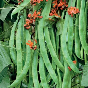 Fasola Wielokwiatowa 'Rotblühende' – Nasiona – Kiepenkerl