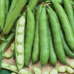 Bób 'Duet' – Nasiona – Kiepenkerl