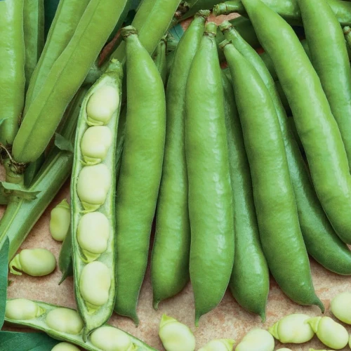 Bób 'Duet' – Nasiona – Kiepenkerl