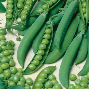 Groch Zwyczajny 'Evita' – Nasiona – Kiepenkerl