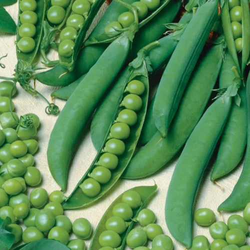 Groch Zwyczajny 'Evita' – Nasiona – Kiepenkerl