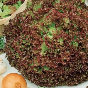 Sałata Karbowana 'Lollo Rossa' – Nasiona – Kiepenkerl