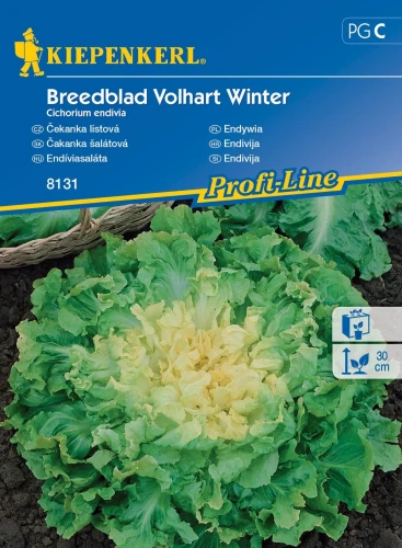 Endywia 'Breedblad Volhart Winter' – Nasiona – Kiepenkerl przód