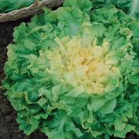 Endywia 'Breedblad Volhart Winter' – Nasiona – Kiepenkerl