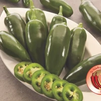 Papryka Jalapeño 'Camargo' – Nasiona – Kiepenkerl