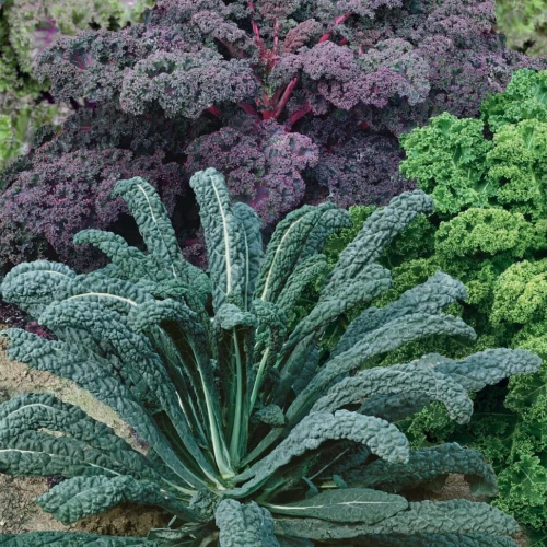 Jarmuż 'Smoothie Mix' – Nasiona – Kiepenkerl