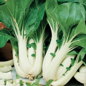 Kapusta Pak Choi 'Joi Choi' F1 – Nasiona – Kiepenkerl