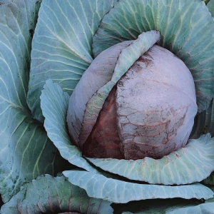 Kapusta Czerwona 'Roodkop' – Nasiona – Kiepenkerl