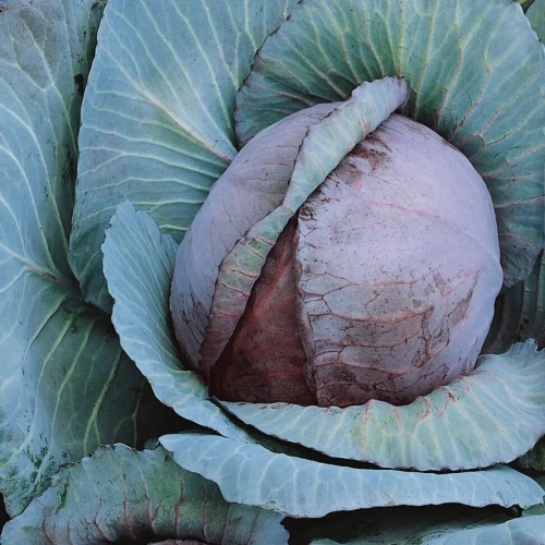 Kapusta Czerwona 'Roodkop' – Nasiona – Kiepenkerl