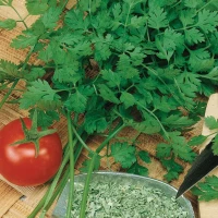 Trybula Ogrodowa 'Commun' – Nasiona – Kiepenkerl