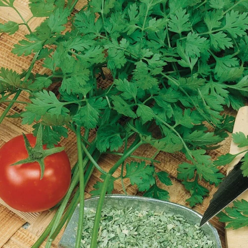 Trybula Ogrodowa 'Commun' – Nasiona – Kiepenkerl