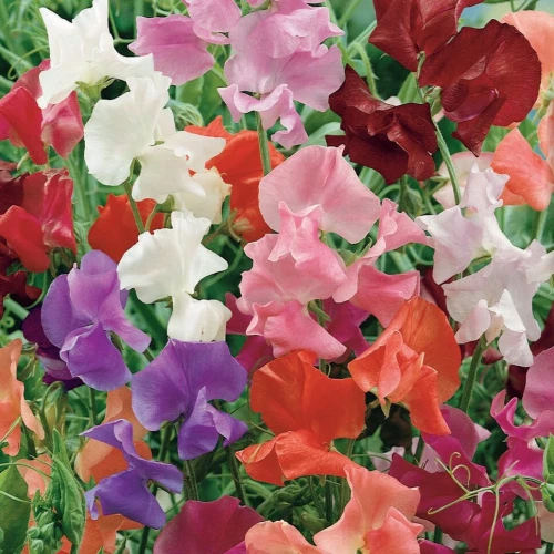 Groszek Pachnący Mix – Nasiona – Kiepenkerl