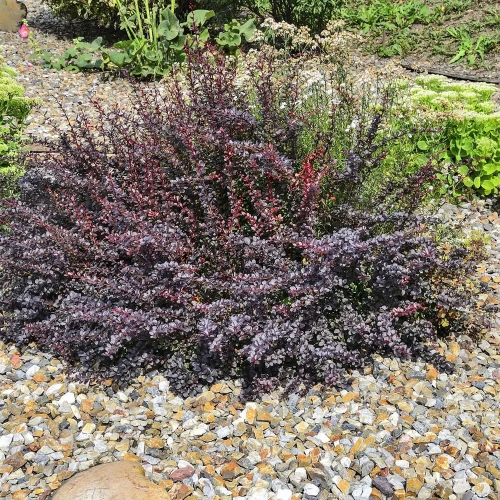 Berberys Thunberga Atropurpurea Nana – Sadzonka 20 cm foto