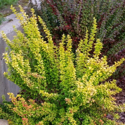 Berberys Thunberga Maria PBR – Sadzonka 30 cm