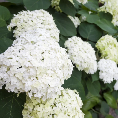 Hortensja Drzewiasta Annabelle – Sadzonka 30 cm