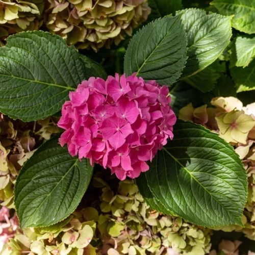 Hortensja Ogrodowa Alpengluhen – Sadzonka 45-60 cm