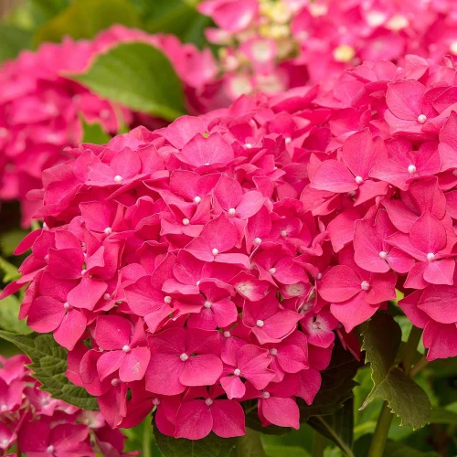 Hortensja Ogrodowa Leuchtfeuer – Sadzonka 45-60 cm