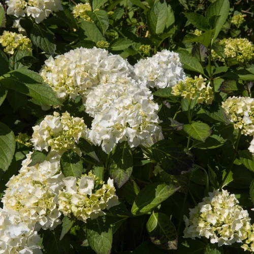 Hortensja Ogrodowa Madame Emile Mouillere – Sadzonka 45-60  cm