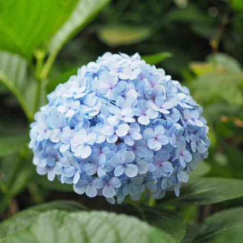 Hortensja Ogrodowa Nikko Blue – Sadzonka 45-60 cm