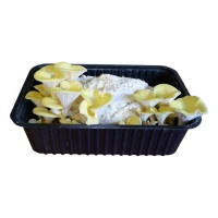 Boczniak cytrynowy – Zestaw do uprawy grzybów – 3 l Exotic Grow 4