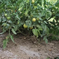 Mączka Bazaltowa 14 kg foto 5