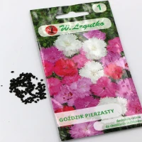 Goździk pierzasty – mix – 0,5 g Legutko foto