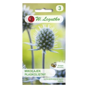 Mikołajek płaskolistny – niebieskie, trwałe kwiatostany do cięcia – Nasiona Legutko