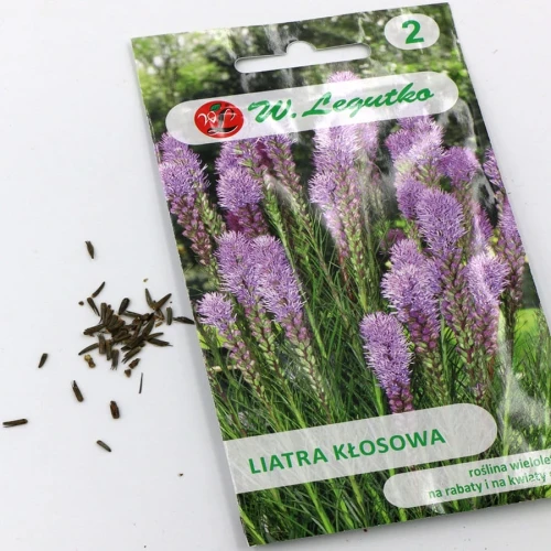 Liatra kłosowa – różowo-fioletowa – 0,2 g Legutko foto
