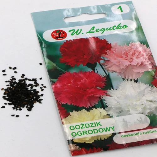 Goździk ogrodowy – mix – 0,5 g Legutko foto
