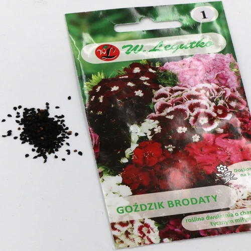Goździk brodaty pojedynczy – mix – 1 g Legutko foto