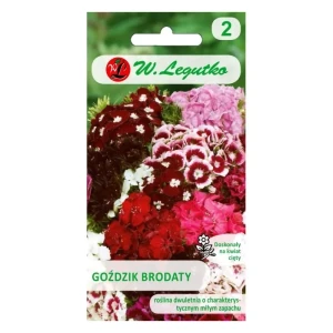 Goździk brodaty pojedynczy – nasiona Legutko – intensywnie pachnące kwiaty w mixie kolorów