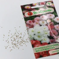 Stokrotka pospolita wielkokwiatowa – mix – 0,1 g Legutko foto
